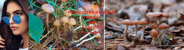 a pvp Алзамай